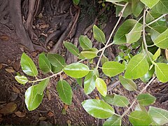 Ficus benghalensis 2.jpg