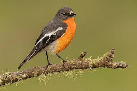 Flame robin, by JJ Harrison (edited by Iifar)