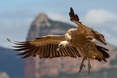 Eurasian griffon vulture, by Kookaburra 81