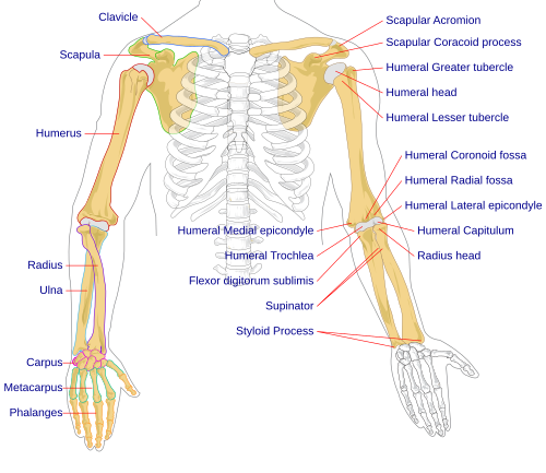 Diagram of human arms