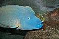 Humphead wrasse, سمكة نابليون, Melbourne Aquarium