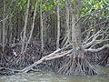 Mangrove on the Nakama River