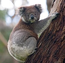 A =koala berpegang pada pohon eukaliptus, kepalanya melirik, sehingga dua matanya terlihat