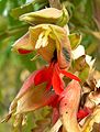 Detail květu Melianthus comosus