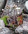 Saxifraga nivalis