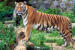 Бенгальський тигр в неволі