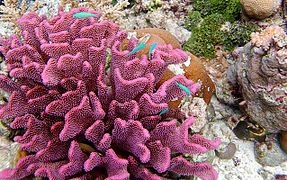 Pocillopora meandrina, Pocilloporidae