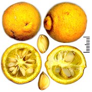 Poncirus trifoliatus fruit and seeds.jpg
