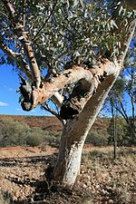 River red gum, central Australia