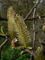 Salix sitchensis