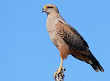 un rapace posé bec ouvert.