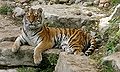 A tiger at the Henry Doorly Zoo