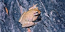 Mexican Treefrog (Smilisca baudinii), Municipality of Abasolo, Tamaulipas, Mexico (18 May 2002).