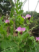 Snow pea flowers.jpg