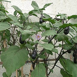 Baklažanas (Solanum melongena)