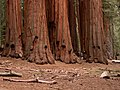 Didysis mamutmedis (Sequoiadendron giganteum)