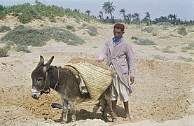 Portage d'argile (environs de Tunis, 1960).