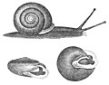 The polygyrid snail, Xolotrema notata from Binney, 1878.
