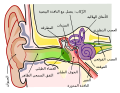 العربية