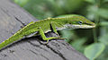 Image 17 Anole lizard Photo credit: Paul Hirst An anole lizard of the family Polychrotidae found in Hilo, Hawaii, United States. Anoles are small and common lizards that can be found throughout the various regions of the Western Hemisphere. They are frequently and incorrectly called chameleons or geckos due to their ability to alter their skin color and run up walls, respectively. More selected pictures