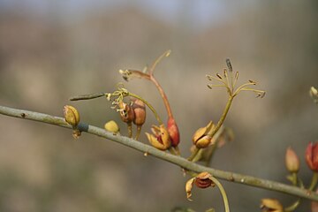 Blomme aan blaarlose stingel in Namibië