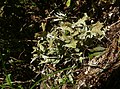 Cetraria islandica (Lecanoromycetes)