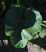 Cucurbita maxima: Hoja trilobada. Foto de F. López Anido.