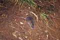 The rare Dwarf Cloud Rat of Mt. Pulag