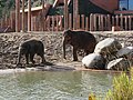 Asiatische Elefanten (Elephas maximus) im Außengelände des Elefantenhauses vom Schlosspark fotografiert.