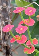 Euphorbia milii - Palmengarten Frankfurt 2.jpg