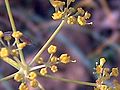 Flowers close up