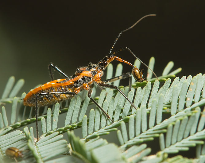 Assassin Bug with Beetle