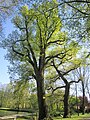 Monumentale eiken in het park bij Burg Hopen