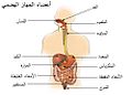 أعضاء الجهاز الهضمي.