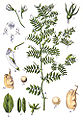 Lentella, o principal legume do vello mundo, nunha ilustración botánica de 1796