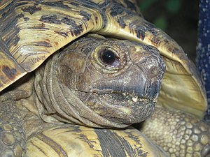 Leopard Tortoise