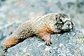 Marmota flaviventris