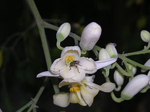 Flower Moringa Oleifera