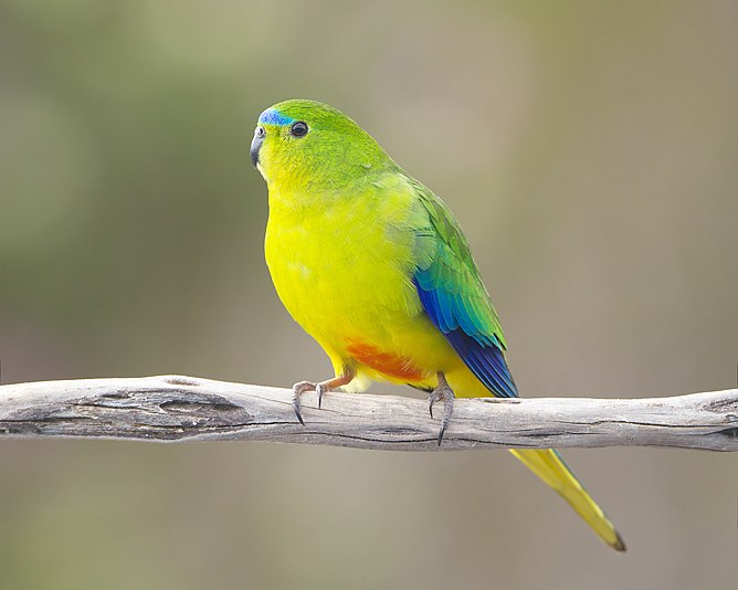 Orange-bellied Parrot male