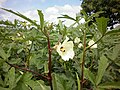 オクラの花と若い果実