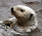 A sea otter