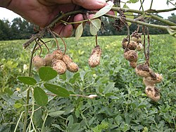 Amendoim (Arachis hypogaea).