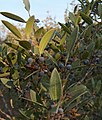 Phillyrea angustifolia (Ilatro stretto)
