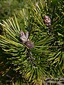 Pinus contorta