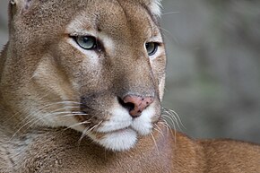 Descripcion d'l'imatge Puma face.jpg.