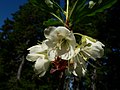 Rhododendron albiflorum