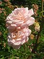 Abraham Darby