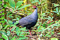 Lophura diardi, Siamese fireback - Khao Yai National Park.