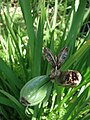 En la família Iridaceae, les càpsules tenen dehiscència loculicida; és a dir, que surten del lòcul (carpel).