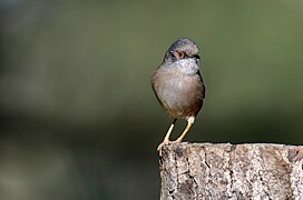 Toutinegra-dos-valados, macho, Sardinian Warbler, male (53520760756).jpg